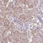 Immunohistochemical staining of human pancreas shows low expression as expected.