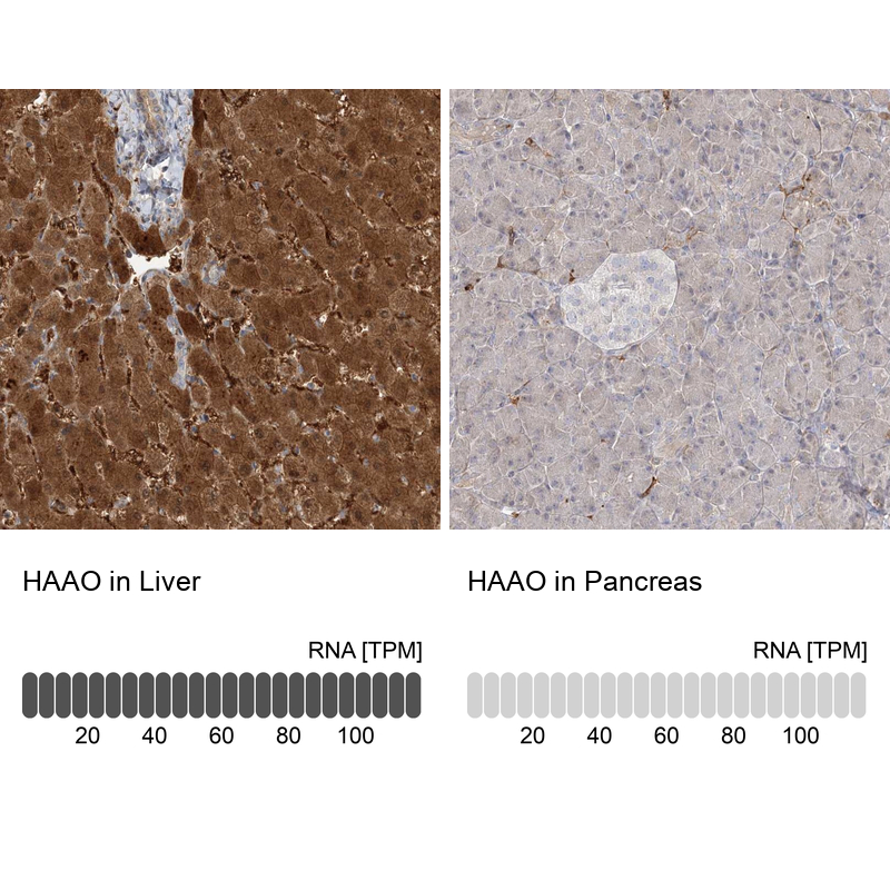 Anti-HAAO Antibody