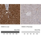 Anti-HAAO Antibody