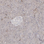 Immunohistochemical staining of human pancreas shows low expression as expected.