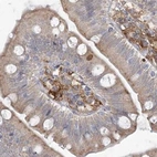 Immunohistochemical staining of human small intestine using Anti-HAAO antibody HPA036394.