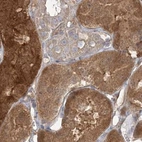 Immunohistochemical staining of human kidney using Anti-HAAO antibody HPA036394.