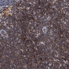 Immunohistochemical staining of human lymph node shows high expression.