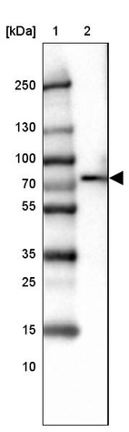 Lane 1: Marker [kDa] 250, 130, 100, 70, 55, 35, 25, 15, 10_br/_Lane 2: Human cell line HEL