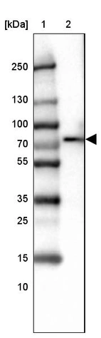 Lane 1: Marker [kDa] 250, 130, 100, 70, 55, 35, 25, 15, 10_br/_Lane 2: Human cell line HEL
