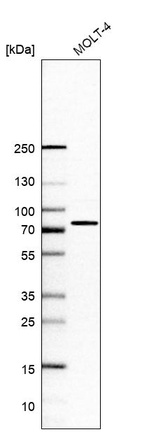 Western blot analysis in human cell line MOLT-4.