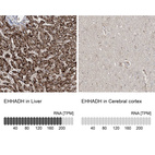 Anti-EHHADH Antibody