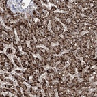 Immunohistochemical staining of human liver shows high expression.