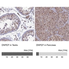 Anti-DNPEP Antibody