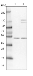 Lane 1: NIH-3T3 cell lysate (Mouse embryonic fibroblast cells)_br/_Lane 2: NBT-II cell lysate (Rat Wistar bladder tumour cells)