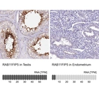 Anti-RAB11FIP5 Antibody