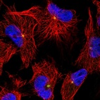 Immunofluorescent staining of human cell line U-251 MG shows localization to centrosome.