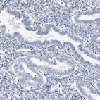 Immunohistochemical staining of human endometrium shows low expression as expected.