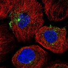 Immunofluorescent staining of human cell line A-431 shows localization to microtubule organizing center & vesicles.