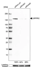 Western blot analysis in Hep-G2 cells transfected with control siRNA, target specific siRNA probe #1 and #2, using Anti-LRPPRC antibody. Remaining relative intensity is presented. Loading control: Anti-GAPDH.