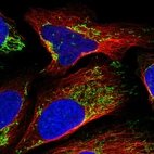 Immunofluorescent staining of human cell line U-2 OS shows localization to mitochondria.