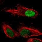 Immunofluorescent staining of human cell line U-251 MG shows localization to nucleoplasm.