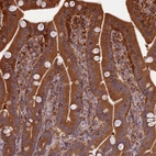 Immunohistochemical staining of human duodenum shows strong cytoplasmic positivity in glandular cells.