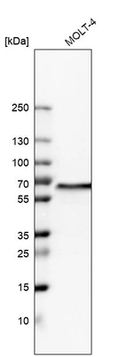 Western blot analysis in human cell line MOLT-4.