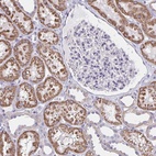 Immunohistochemical staining of human kidney shows high expression.