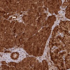 Anti-ABHD14B Antibody