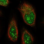 Immunofluorescent staining of human cell line U-2 OS shows localization to nucleus, nucleoli & cytosol.