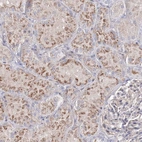 Immunohistochemical staining of human Kidney shows moderate granular cytoplasmic positivity in cells in tubules.