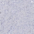 Immunohistochemical staining of human Pancreas shows very weak granular cytoplasmic positivity in exocrine glandular cells.