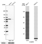 Western blot analysis in human cell lines MCF-7 and Caco-2 using Anti-SH3BP5 antibody. Corresponding SH3BP5 RNA-seq data are presented for the same cell lines. Loading control: Anti-GAPDH.