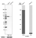 Western blot analysis in human cell lines MCF-7 and Caco-2 using Anti-SH3BP5 antibody. Corresponding SH3BP5 RNA-seq data are presented for the same cell lines. Loading control: Anti-GAPDH.