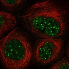 Immunofluorescent staining of human cell line A-431 shows localization to nucleoplasm & nuclear bodies.