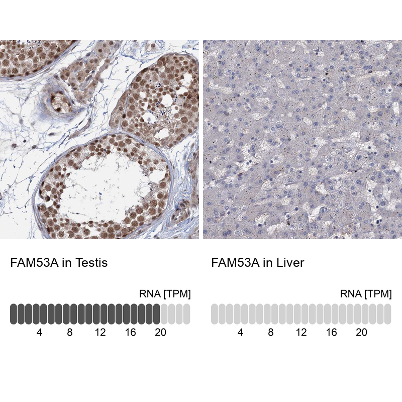 Anti-FAM53A Antibody