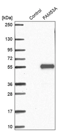 Western blot analysis in control (vector only transfected HEK293T lysate) and FAM53A over-expression lysate (Co-expressed with a C-terminal myc-DDK tag (~3.1 kDa) in mammalian HEK293T cells, LY422985).