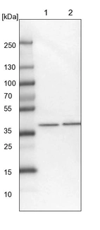 Lane 1: NIH-3T3 cell lysate (Mouse embryonic fibroblast cells)_br/_Lane 2: NBT-II cell lysate (Rat Wistar bladder tumour cells)