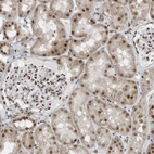 Immunohistochemical staining of human kidney shows moderate to strong nuclear positivity in cells in tubules and in glomeruli.
