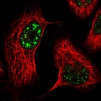 Immunofluorescent staining of human cell line U-2 OS shows localization to nuclear speckles.