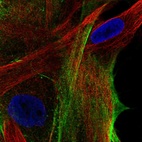 Immunofluorescent staining of human cell line BJ shows localization to actin filaments.