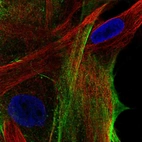 Immunofluorescent staining of human cell line BJ shows localization to actin filaments.
