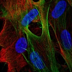 Immunofluorescent staining of human cell line BJ shows localization to actin filaments.