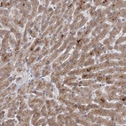 Anti-DCUN1D4 Antibody