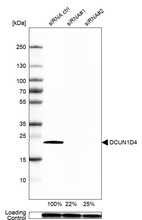 Anti-DCUN1D4 Antibody