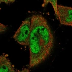 Immunofluorescent staining of human cell line U-251 MG shows localization to nucleoplasm & cytosol.