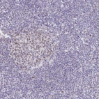 Immunohistochemical staining of human tonsil shows weak to moderate nuclear positivity in germinal center cells.