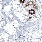 Immunohistochemical staining of human breast shows Strong cytoplasmic positivity in glandular cells.