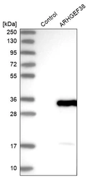 Western blot analysis in control (vector only transfected HEK293T lysate) and ARHGEF38 over-expression lysate (Co-expressed with a C-terminal myc-DDK tag (~3.1 kDa) in mammalian HEK293T cells, LY413609).