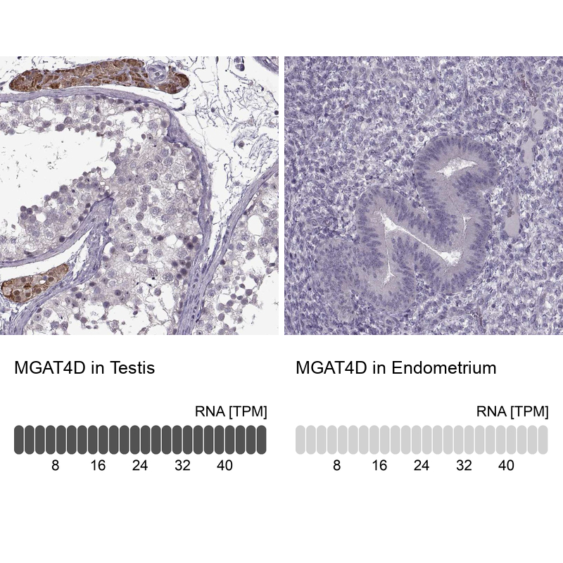 Anti-MGAT4D Antibody