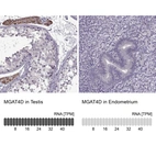 Anti-MGAT4D Antibody