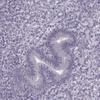 Immunohistochemical staining of human endometrium shows low expression as expected.