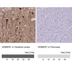 Anti-HOMER1 Antibody