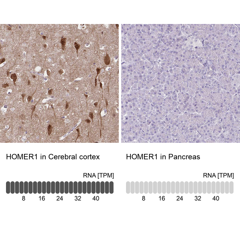 Anti-HOMER1 Antibody